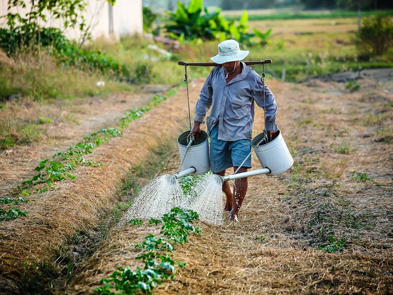 Bild: Vietnamese gießt Reispflanzen